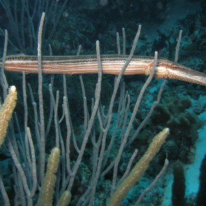 Trumpetfish