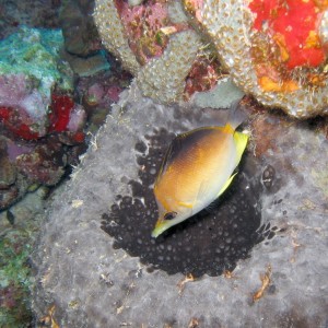 Longsnout Butterflyfish