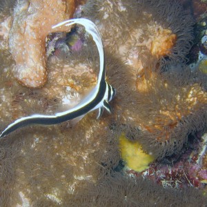 Juvenile Spotted Drum