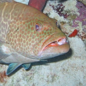 Red Hind @ Cleaning Station