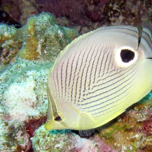 Foureye Butterflyfish