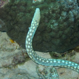 Sharptail Eel