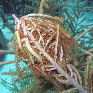 Sleeping Basket Star