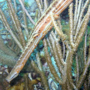 Trumpet Fish