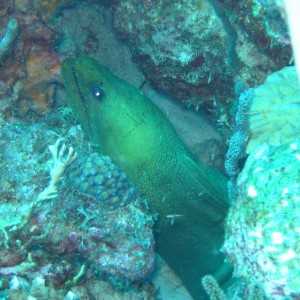 Green Moray