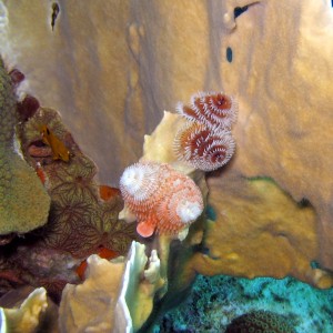 Christmas Tree Worms & Coral