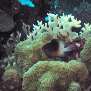 Bicolor Damselfish