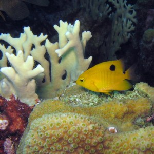 Juvenile Threespot Damselfish