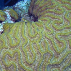 Goby on Brain Coral