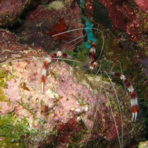 Banded Coral Shrimp