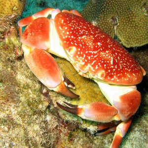 Batwing Coral Crab