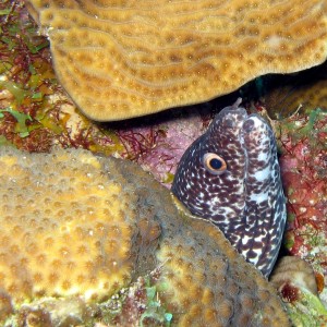 Spotted Moray