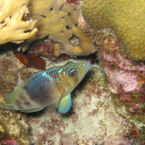 Barred Hamlet