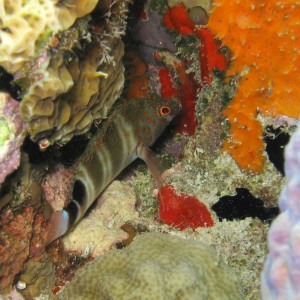 Redspotted Hawkfish