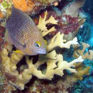 Threespot Damselfish