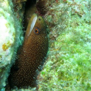 Goldentail Moray