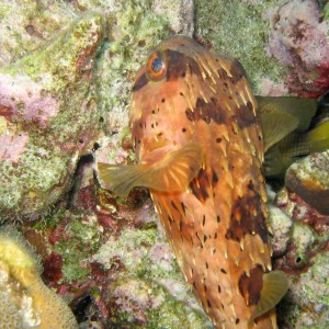 Balloonfish