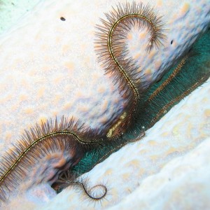 Sponge Brittle Star