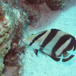 Banded Butterflyfish