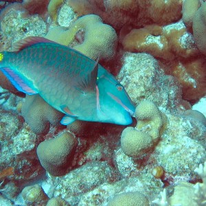 Stoplight Parrotfish