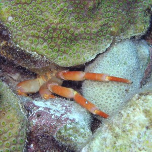 Hiding Crab