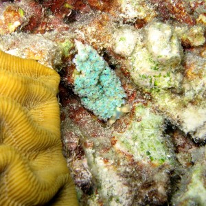 Lettuce Sea Slug