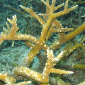 Staghorn Coral