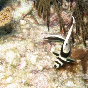 Juvenile Spotted Drum