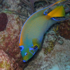 Queen Angelfish