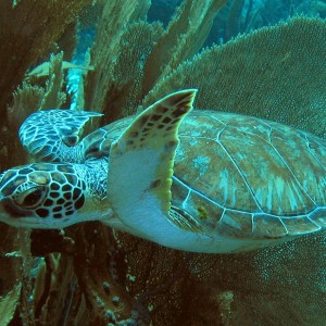 Green Turtle