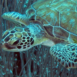 Green Turtle