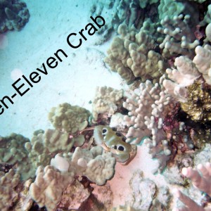 Seven-Eleven Crab