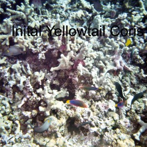 inital Yellowtail Coris