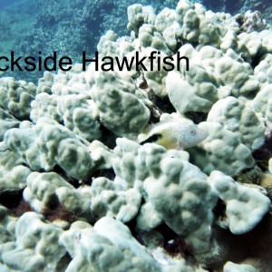 Blackside Hawkfish