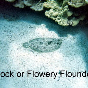 Pair of Peacock (or correctly) Flowery Flounders