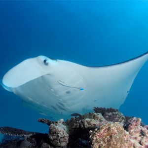 Manta Ray