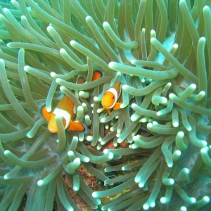 Clownfish