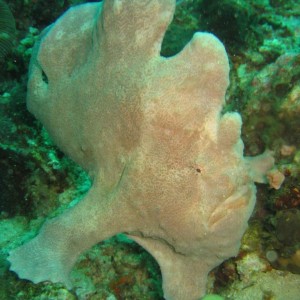 Frogfish