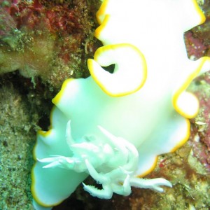 nudi 2