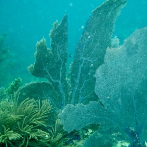 Coral Fans Of The Sea