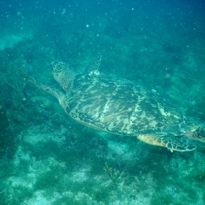 Sea Turtle on French Reef