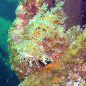 Wreck Point Scorpionfish