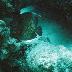 French Angelfish