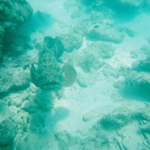 Tiger Grouper (front view)