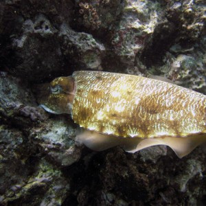 cuttlefish laying eggs