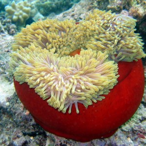 Large Solitary Anemone