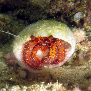 Red Hermit Crab