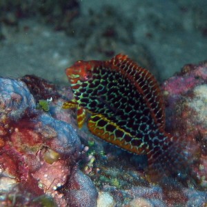 Leopard Wrasse