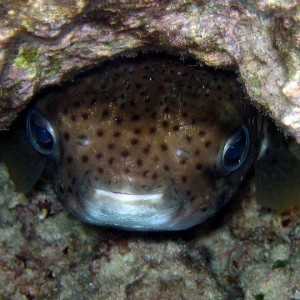 Porcupine Fish