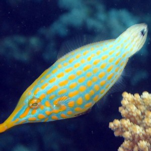 Long Nose Filefish